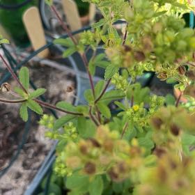 Photo of the plant species Norwegian Cinquefoil by @GeniusMarimo49 named Luna on Greg, the plant care app