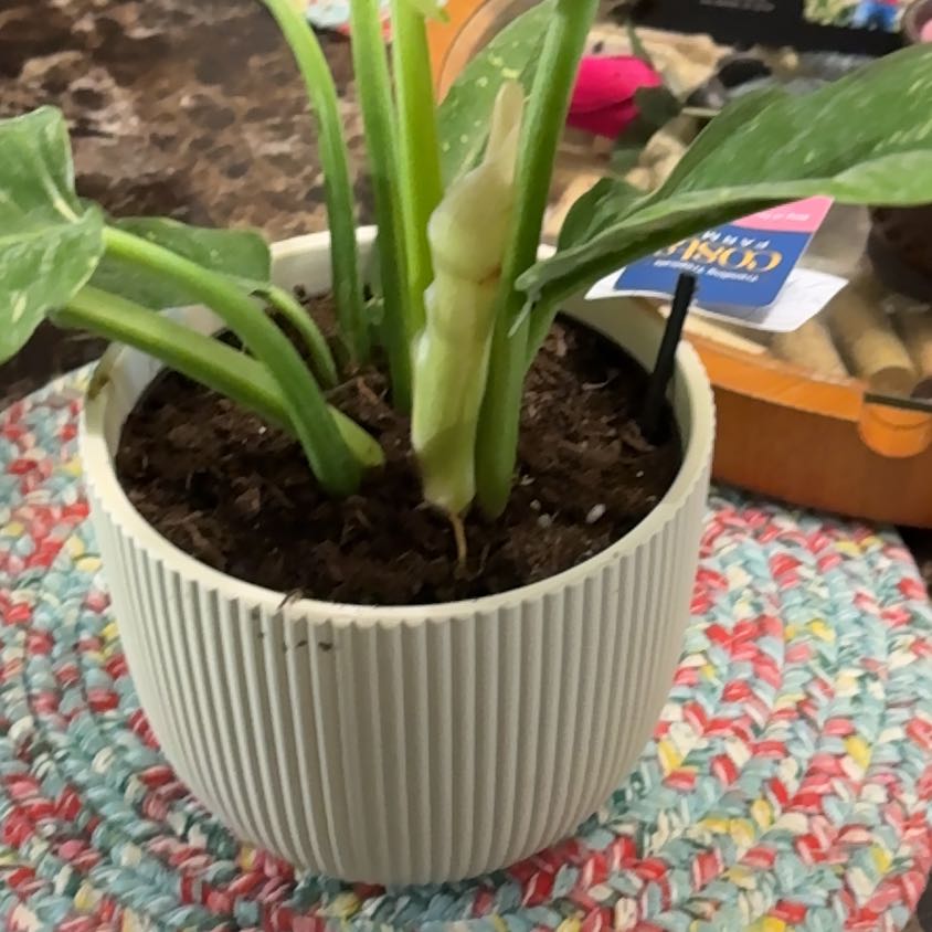 Photo of the plant species Philodenron Ring of Fire by @YesGrasspea50 named Harry on Greg, the plant care app