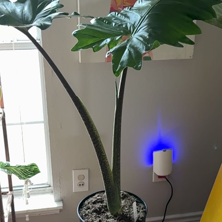 Photo of the plant species Elephant Ear by @YesGrasspea50 named Beauty on Greg, the plant care app