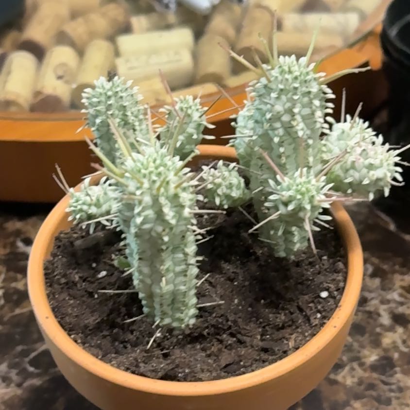 Photo of the plant species Variegated Corncob Cactus by @YesGrasspea50 named Pax on Greg, the plant care app