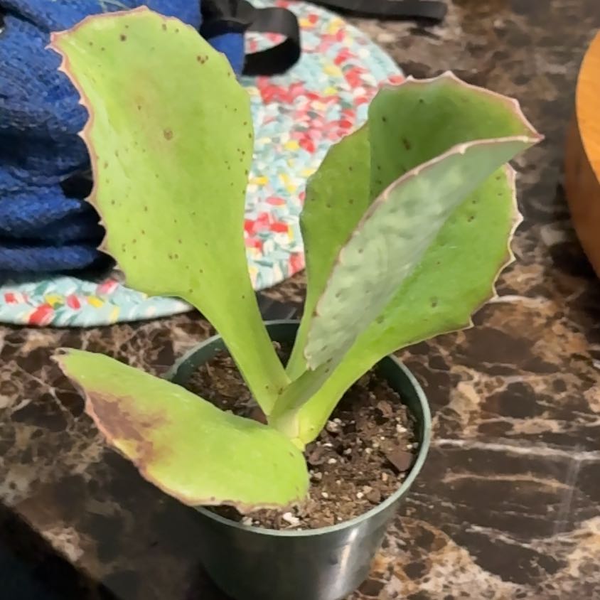 Photo of the plant species Walking Kalanchoe by @YesGrasspea50 named Austen on Greg, the plant care app