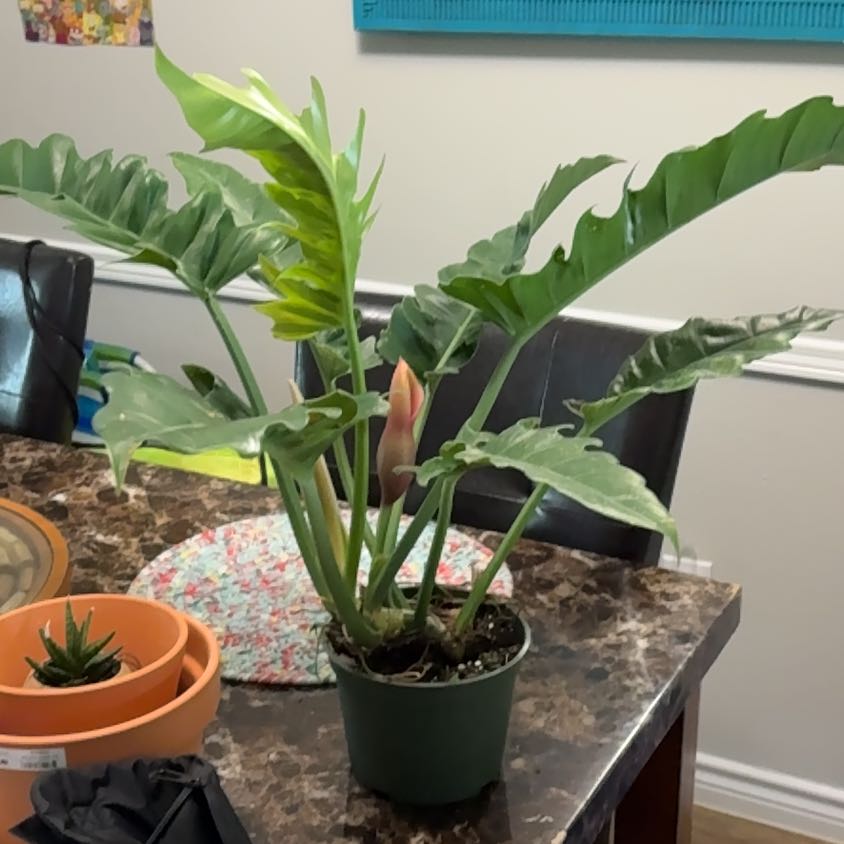 Photo of the plant species Philodendron Jungle Boogie by @YesGrasspea50 named Dolores on Greg, the plant care app