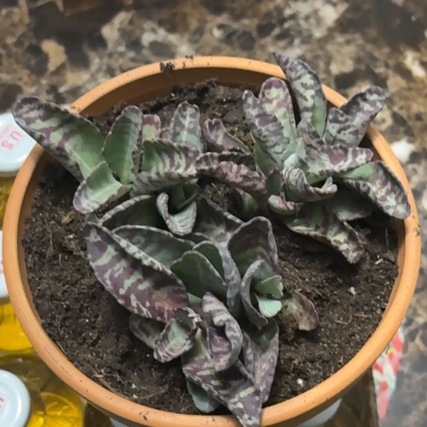 Photo of the plant species Kalanchoe 'Desert Surprise' by @YesGrasspea50 named Surya on Greg, the plant care app
