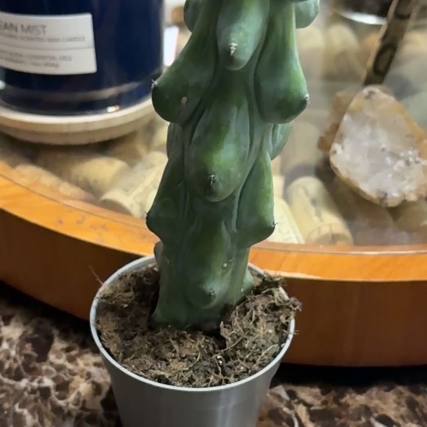 Photo of the plant species Boobie Cactus by @YesGrasspea50 named Marilyn on Greg, the plant care app
