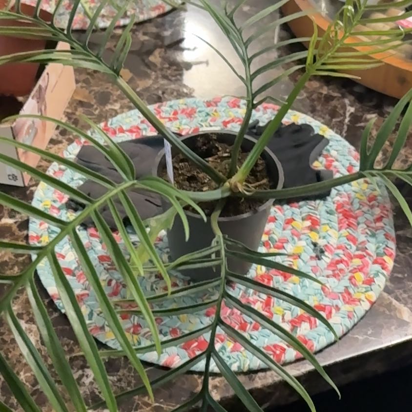 Photo of the plant species Philodendron tortum by @YesGrasspea50 named Thor on Greg, the plant care app