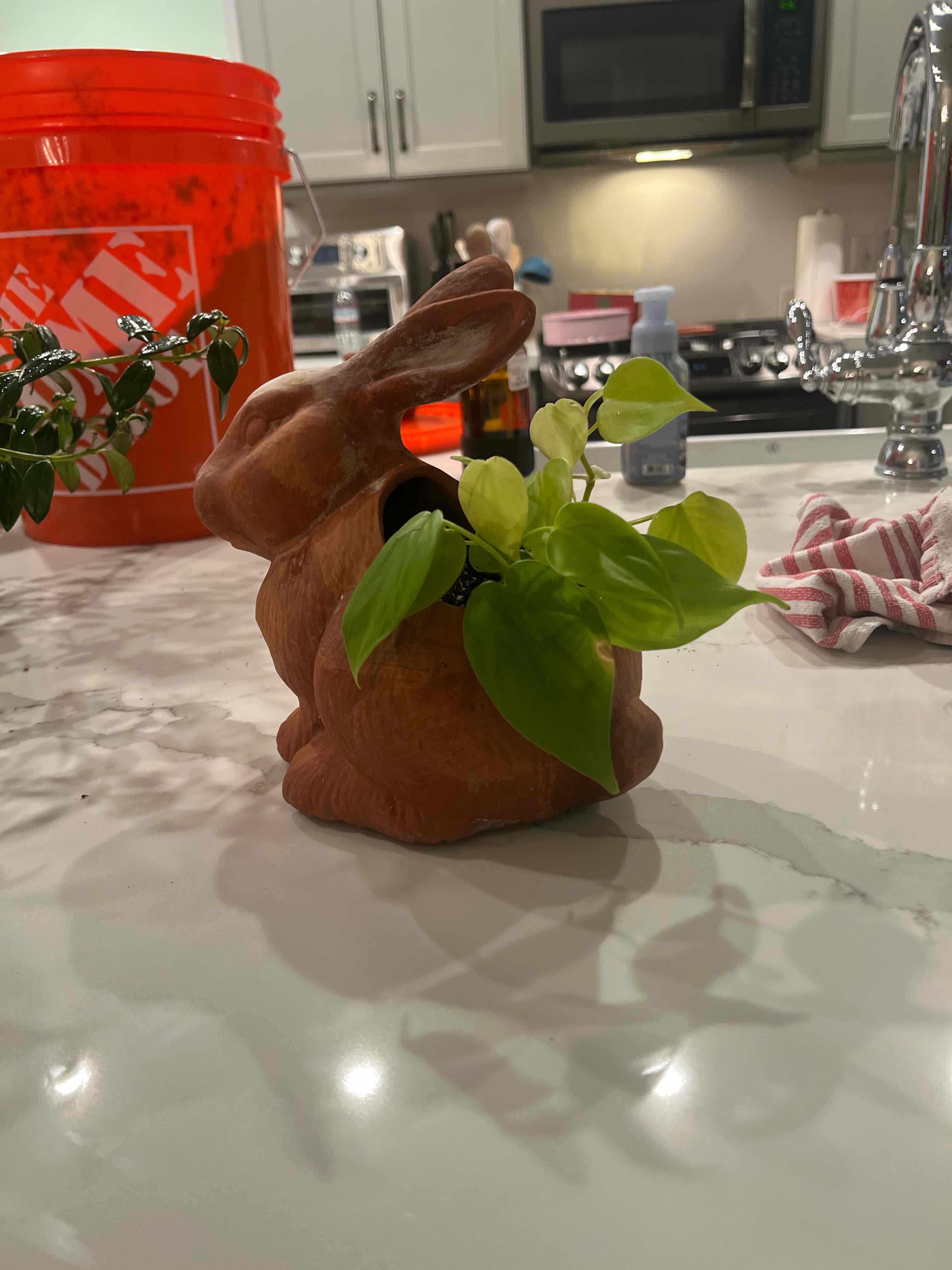 Bunny