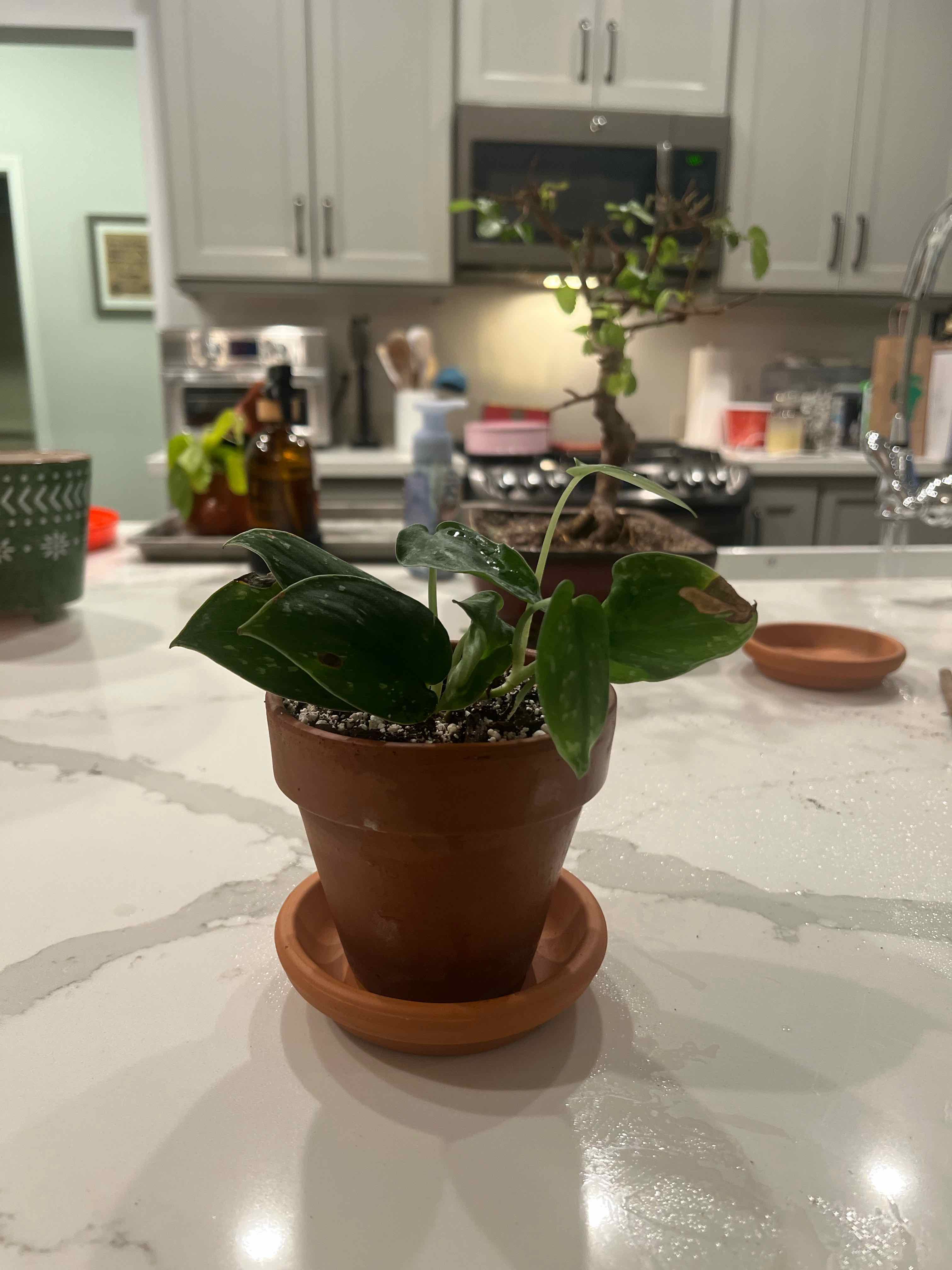 Photo of the plant species Silvery Anne Pothos by @AgreeableMayten named Cleopatra on Greg, the plant care app