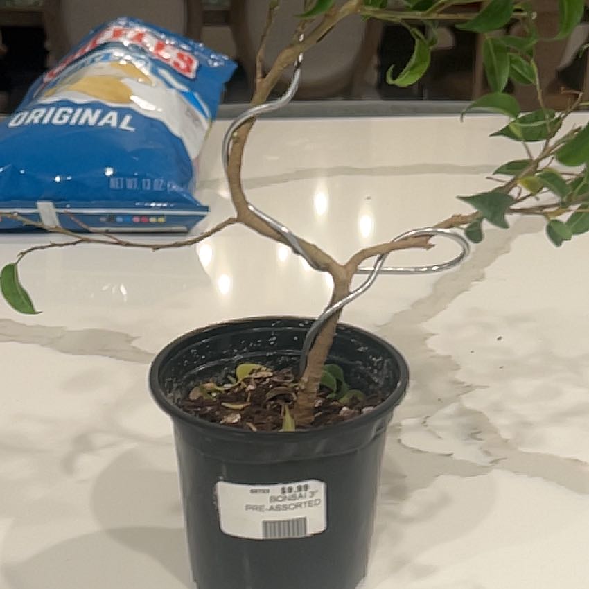 Photo of the plant species Bonsai by @AgreeableMayten named Tree Diddy on Greg, the plant care app