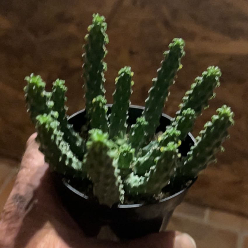 Photo of the plant species Madusa's Head by @KindOxlip87 named Sahara on Greg, the plant care app