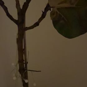 Photo of the plant species Fignomenal Fig Tree by @ManlyGreenbark7 named Muhammad Ali on Greg, the plant care app