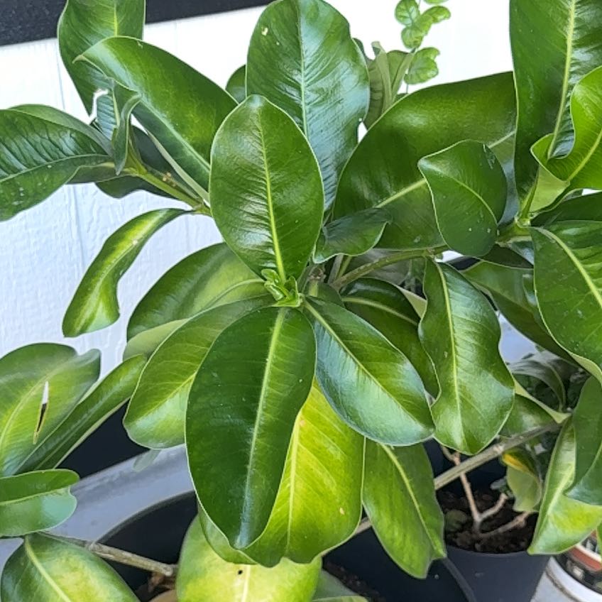 Photo of the plant species Puakenikeni by @IdolFeltbush84 named Drake on Greg, the plant care app