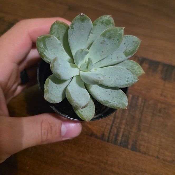 Photo of the plant species Pachyveria 'Blue Quartz' by @QueenWildlime0 named Treeyoncé on Greg, the plant care app