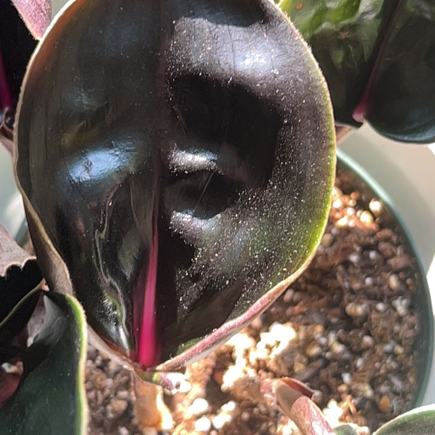 Photo of the plant species Geogenanthus ciliatus by @SisterBlueiris named Aria on Greg, the plant care app
