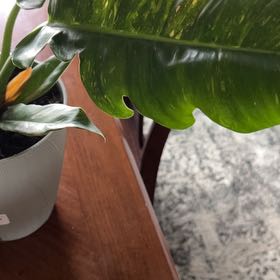 Photo of the plant species Ring Of Fire by @SisterBlueiris named Lola on Greg, the plant care app