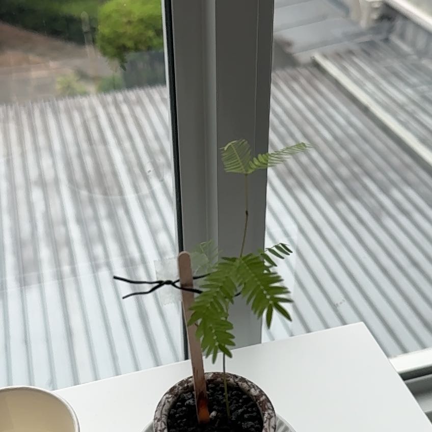 Photo of the plant species Everfresh Tree by @AceBlackpea28 named Aria on Greg, the plant care app