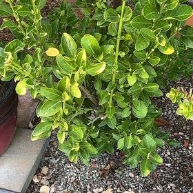 Photo of the plant species Japanese Spindle by @DevotedBonsi70 named Tree Diddy on Greg, the plant care app