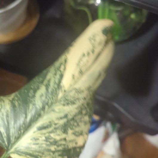 Photo of the plant species Variegated Bipennifolium by @CourteousGray37 named Dolores on Greg, the plant care app