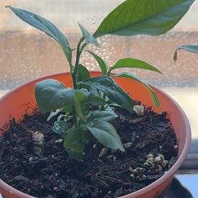 Photo of the plant species lemon tree by @HipCorncob82 named Harper on Greg, the plant care app