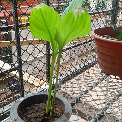 Photo of the plant species Turmeric by @WinLithop26 named Maya on Greg, the plant care app