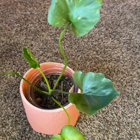 Photo of the plant species Philodendron Little Hope by @GemPalqui19 named Plato on Greg, the plant care app