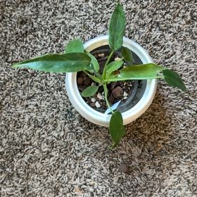 Photo of the plant species Philo Golden Dragon by @GemPalqui19 named Willow on Greg, the plant care app
