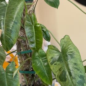 Photo of the plant species Philodendron by @GemPalqui19 named Kylie on Greg, the plant care app