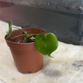 Photo of the plant species Philodendron grazielae by @GemPalqui19 named Captain Plant-it on Greg, the plant care app