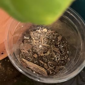 Photo of the plant species Alocasia Black Velvet by @GemPalqui19 named Afro Mini’ on Greg, the plant care app