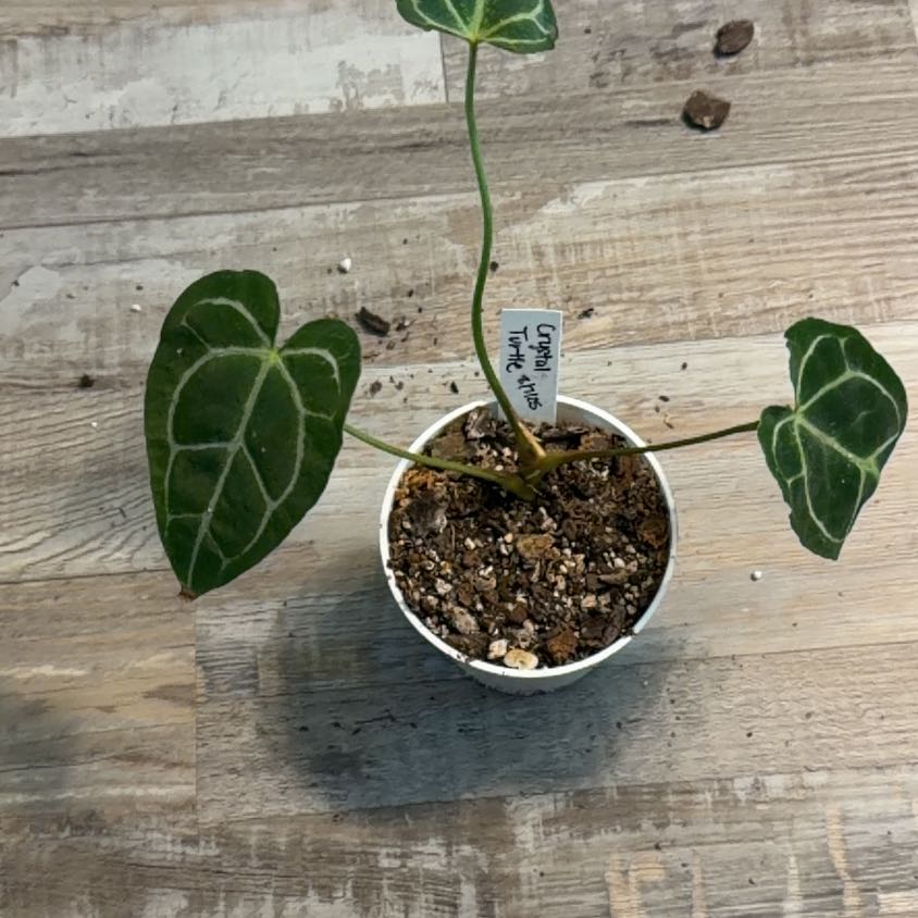 Photo of the plant species Anthurim by @GemPalqui19 named Figyonce on Greg, the plant care app
