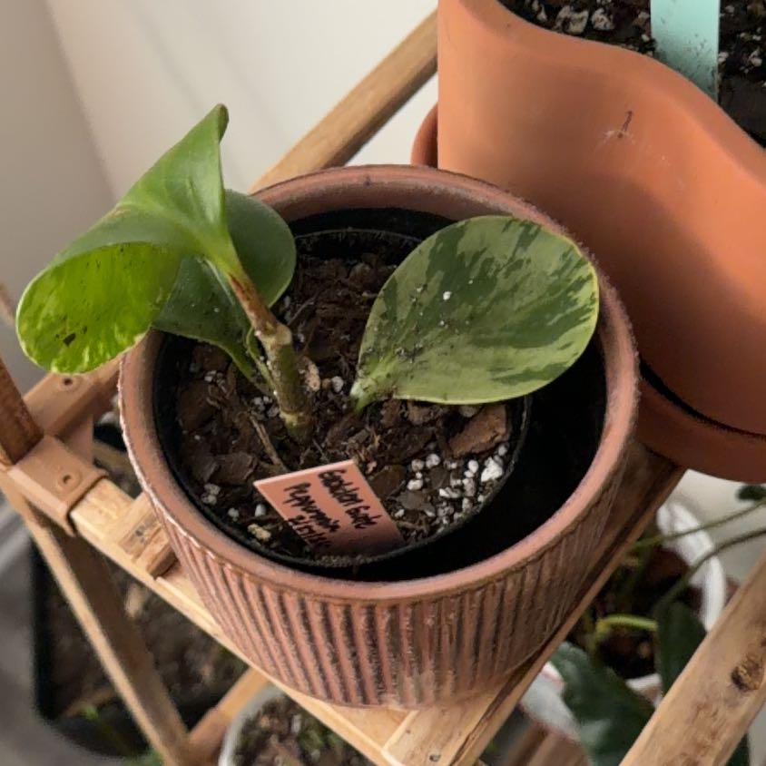 Photo of the plant species Golden Gate Peperomia by @GemPalqui19 named Oscar on Greg, the plant care app