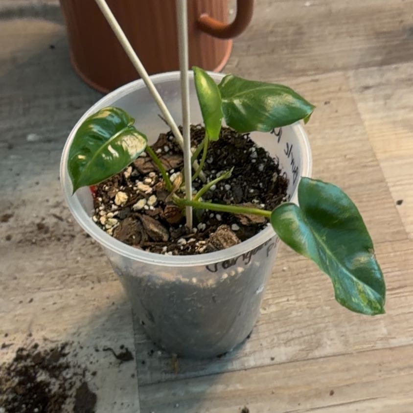 Photo of the plant species Burl Marx Albo by @GemPalqui19 named Tree Diddy on Greg, the plant care app