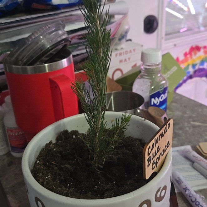 Photo of the plant species Colorado Blue Spruce by @MellowWychelm named Xena on Greg, the plant care app