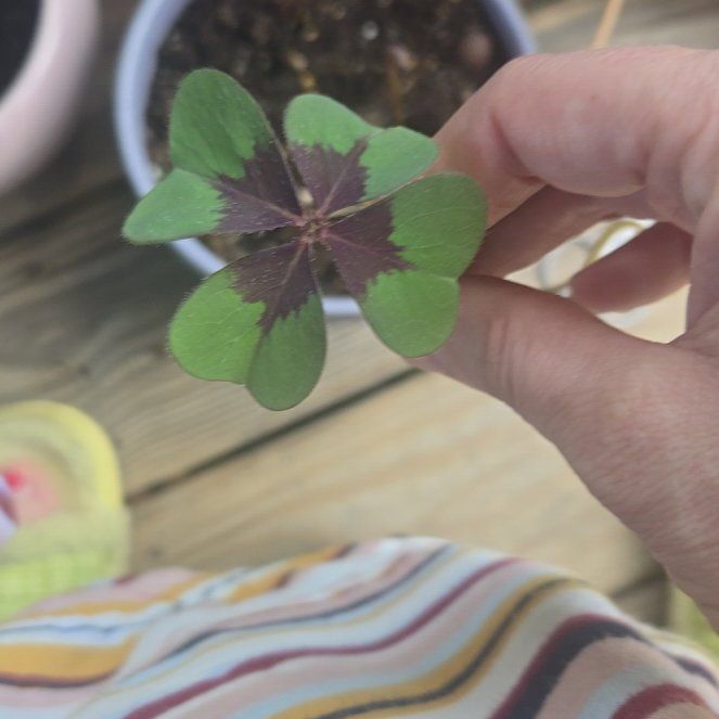 Photo of the plant species Iron Cross by @MellowWychelm named Prince on Greg, the plant care app
