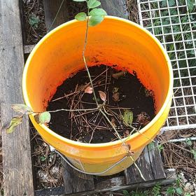 Photo of the plant species Blueberry by @RulerTupeia15 named Betty on Greg, the plant care app