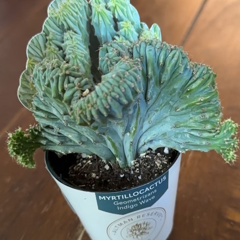 Photo of the plant species Myrtillocactus geometrizans f. cristata 'Indigo Wave' by @DandyMyrtleoak named Coco on Greg, the plant care app