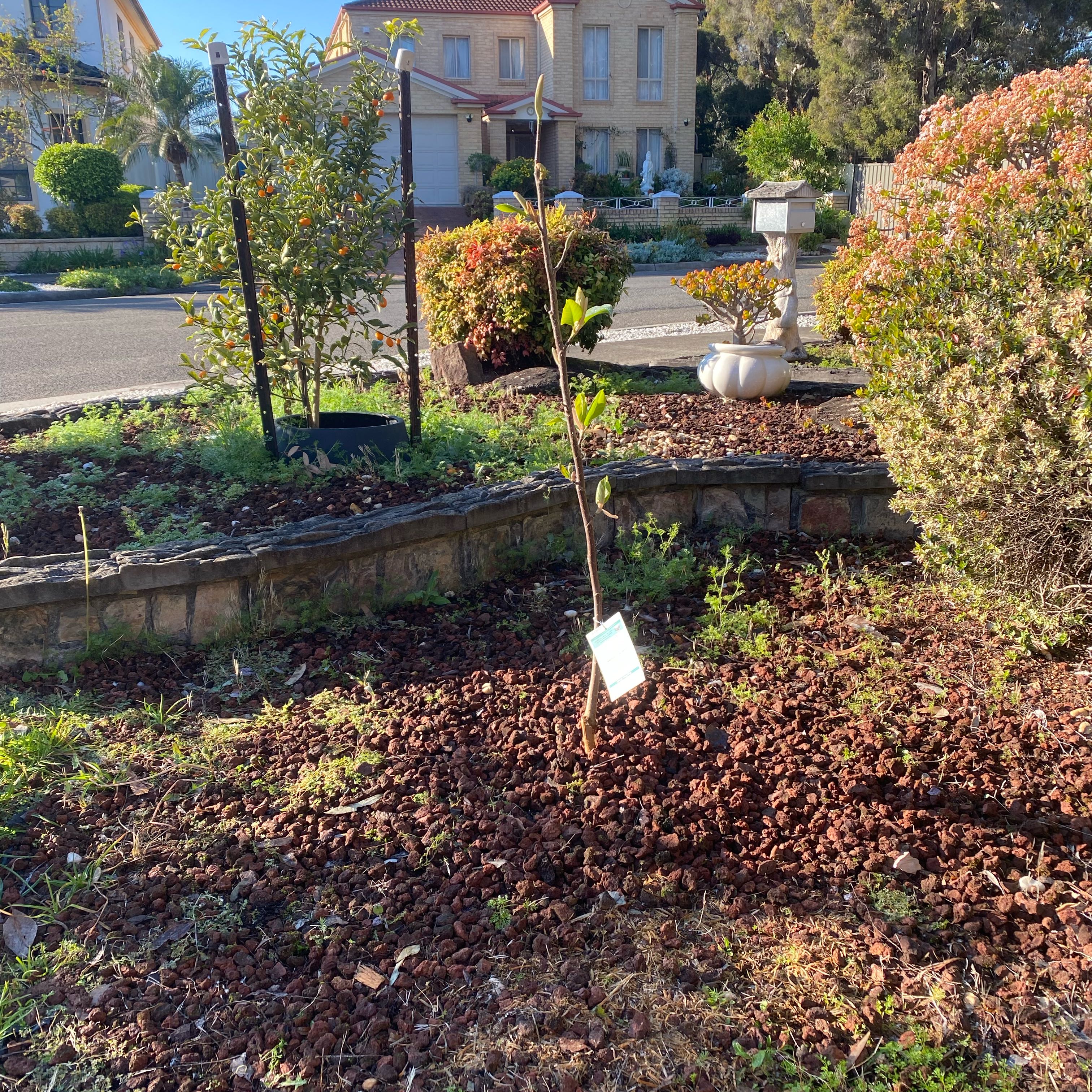 Photo of the plant species Vulcan Magnolia by @TryTagetes60 named Magnolia on Greg, the plant care app