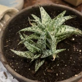 Photo of the plant species Aloe 'Blizzard' by @SelectWoreya19 named Thump on Greg, the plant care app