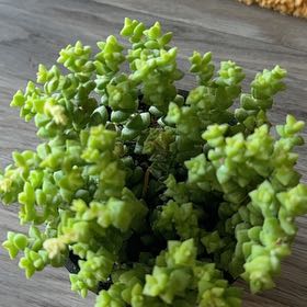 Photo of the plant species Tom Thumb by @TubularChards22 named Leaf Erickson on Greg, the plant care app