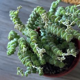 Photo of the plant species Crassula 'Baby Necklace' by @TubularChards22 named Pax on Greg, the plant care app