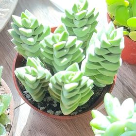 Photo of the plant species Ivory Towers Crassula by @TubularChards22 named Madonna on Greg, the plant care app