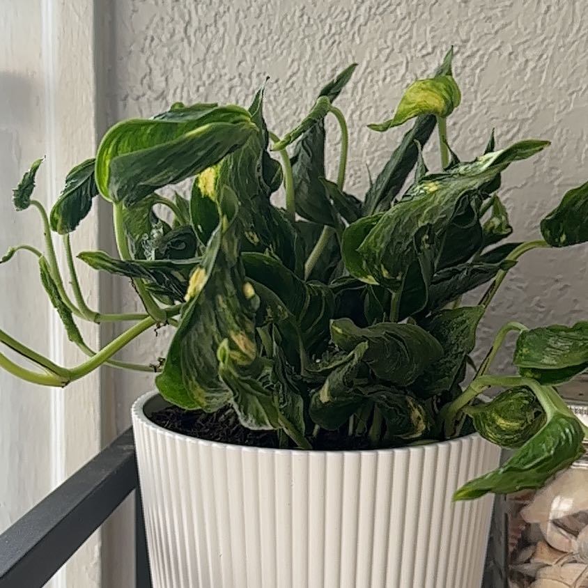 Photo of the plant species Shangri La by @PlantMami42 named Osmo on Greg, the plant care app