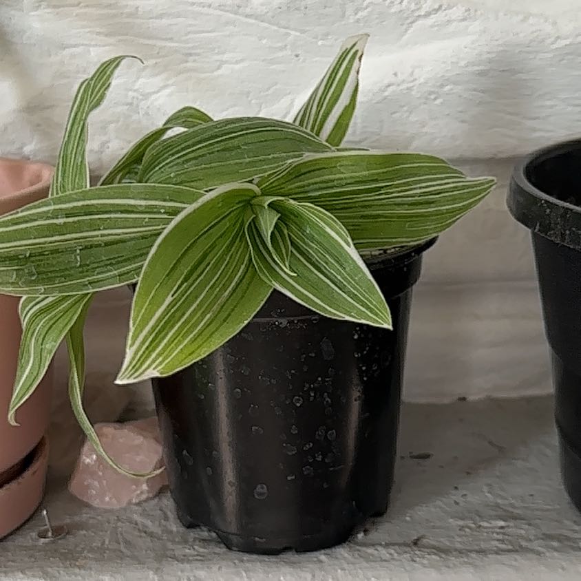 Photo of the plant species Pistachio White by @PlantMami42 named Dolores on Greg, the plant care app