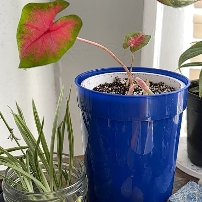 Photo of the plant species Brandywine Caladium by @PlantMami42 named Marilyn on Greg, the plant care app