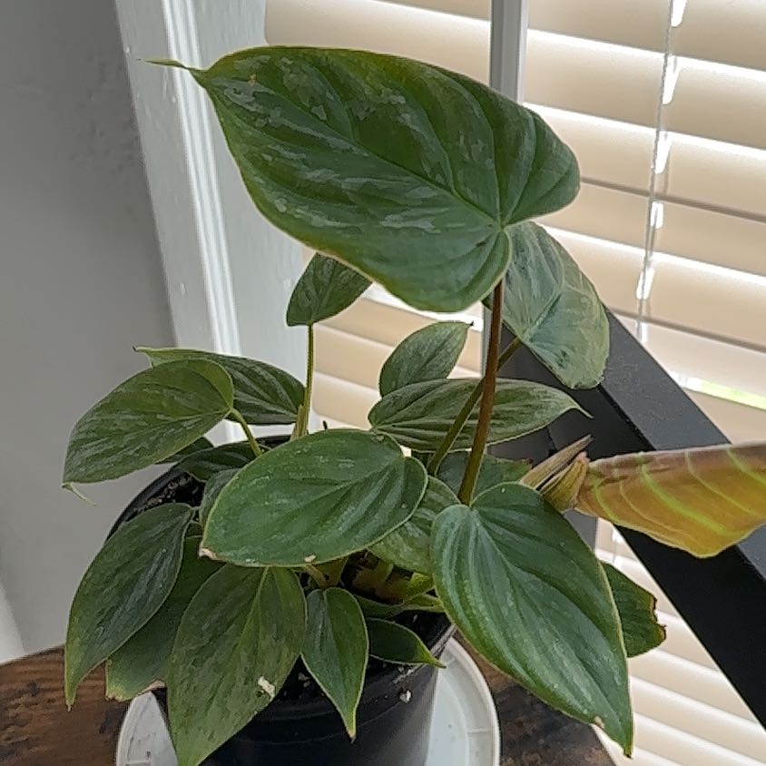 Photo of the plant species Philodendron 'Majestic' by @PlantMami42 named Stella on Greg, the plant care app