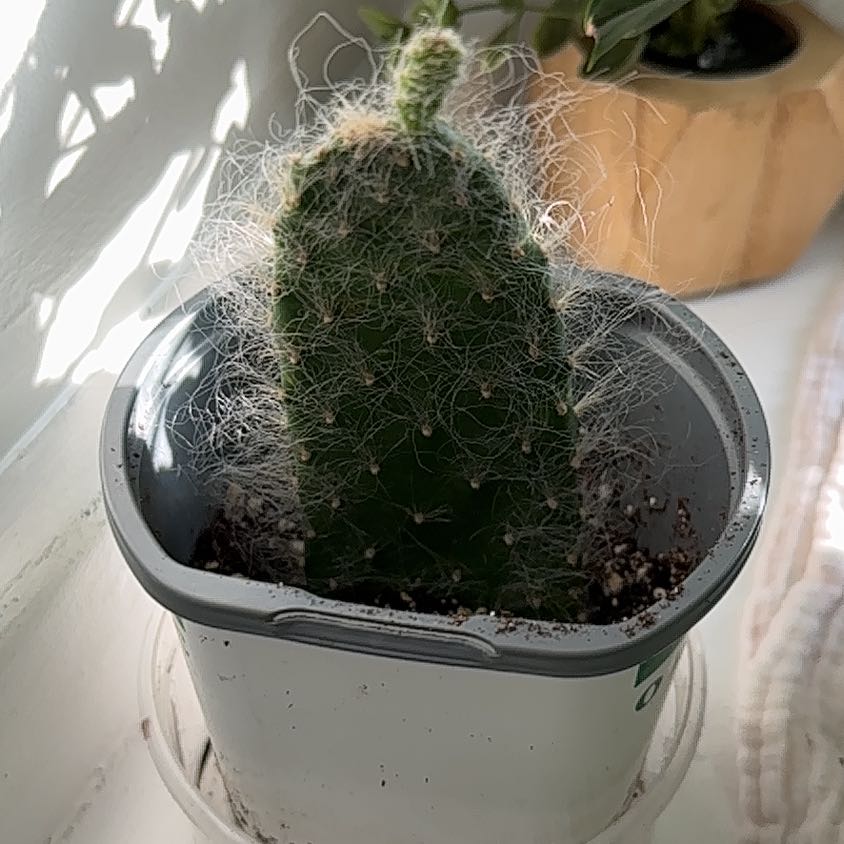 Photo of the plant species White Hairy Cactus by @PlantMami42 named Bruce Lee on Greg, the plant care app