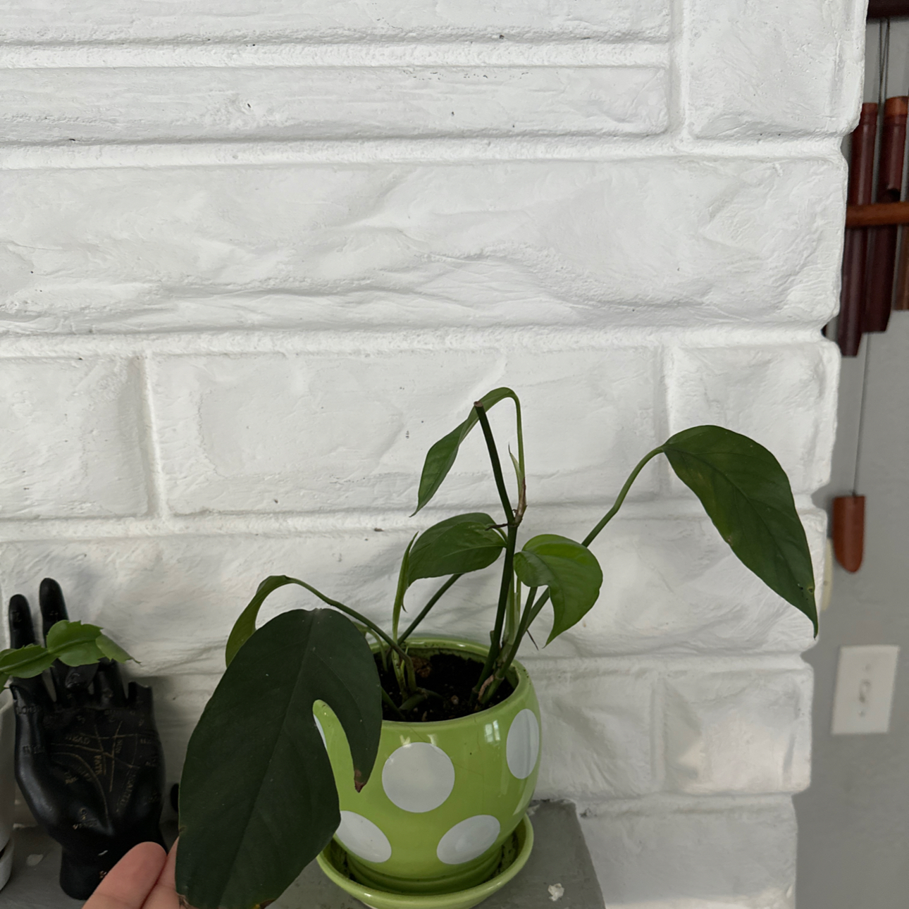 Photo of the plant species baltic blue pothos by @PlantMami42 named Anne on Greg, the plant care app