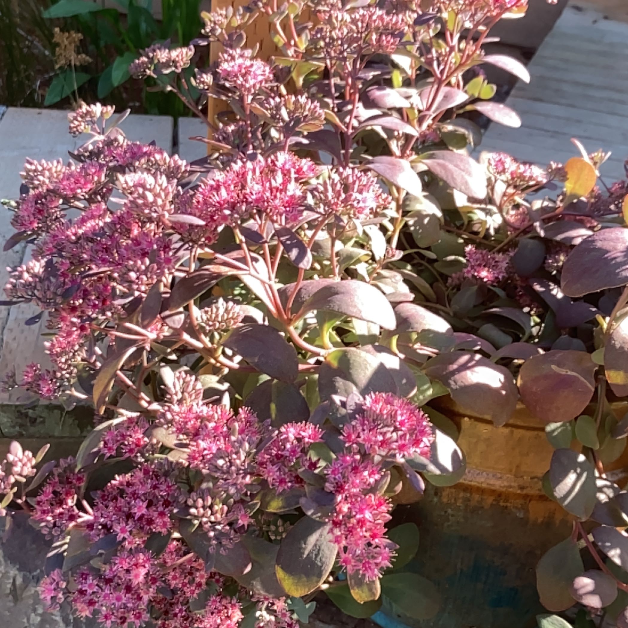Photo of the plant species Sedum 'Sunsparkler Plum Dazzled' by @LightBaytree60 named Naomi on Greg, the plant care app