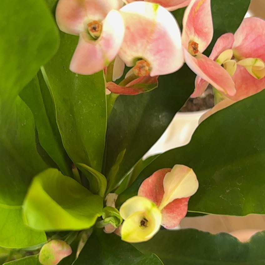 Photo of the plant species Euphorbia bongolavensis by @SirChayote90 named LiloStitch on Greg, the plant care app