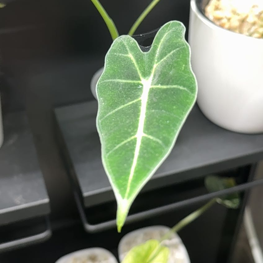 Photo of the plant species Crown Flower by @VipRedhill90 named Muhammad Ali on Greg, the plant care app