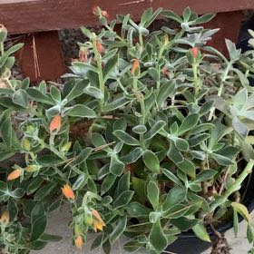 Photo of the plant species Sea Campion by @ChicBaibua2 named Tupot amaroot on Greg, the plant care app